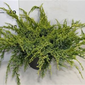 Juniperus Squa Holger
