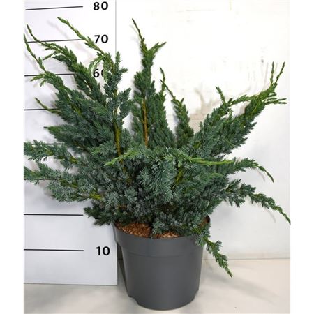 Juniperus Squa Meyeri
