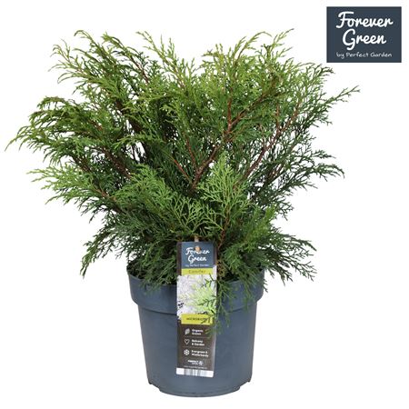 Microbiota Decussata