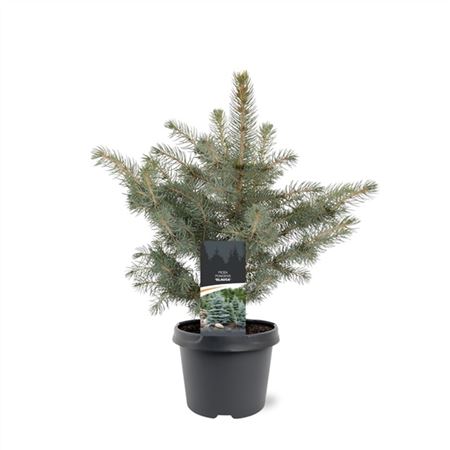 Picea Pung Glauca