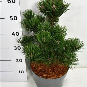 Pinus Mugo Gnom
