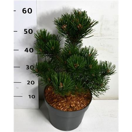 Pinus Mugo Humpy