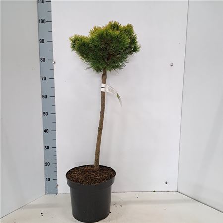 Pinus Mugo Ophir On Stem