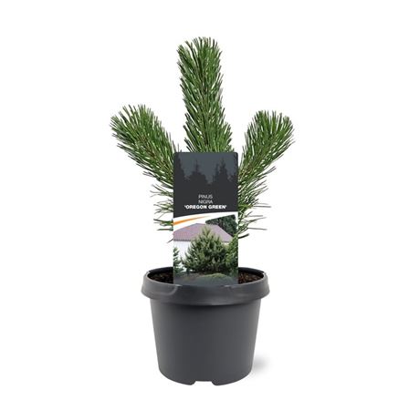 Pinus Nigra Oregon Green