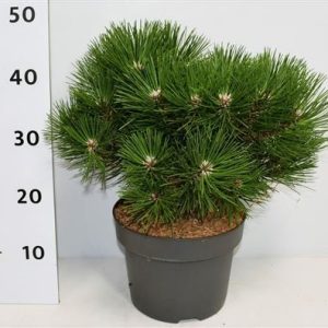 Pinus Nigra Nana