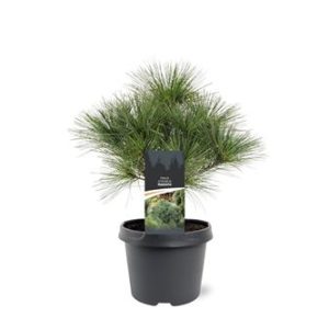 Pinus Strobus Radiata