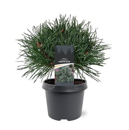 Pinus Sylv Chantry Blue