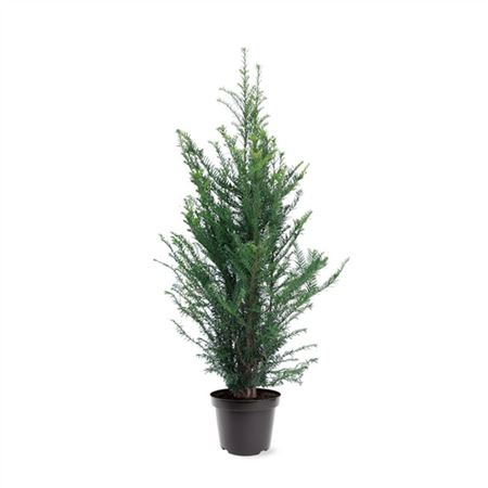 Taxus Baccata