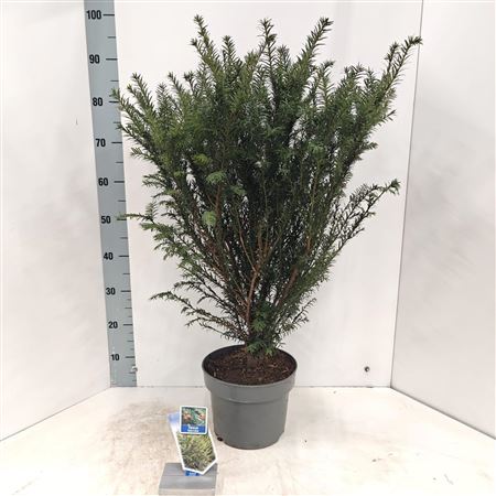 Taxus Baccata