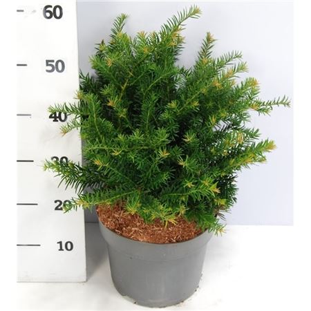 Taxus Bacc Repandens