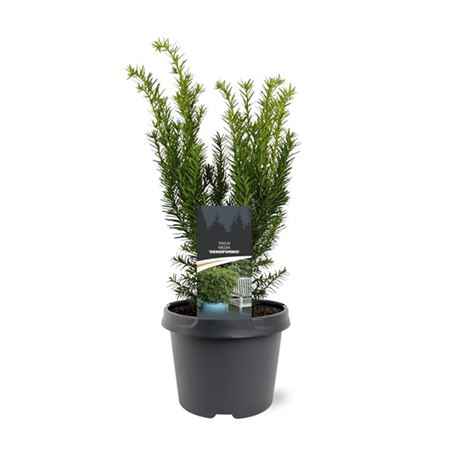 Taxus Media Densiformis