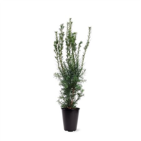 Taxus Media Hicksii