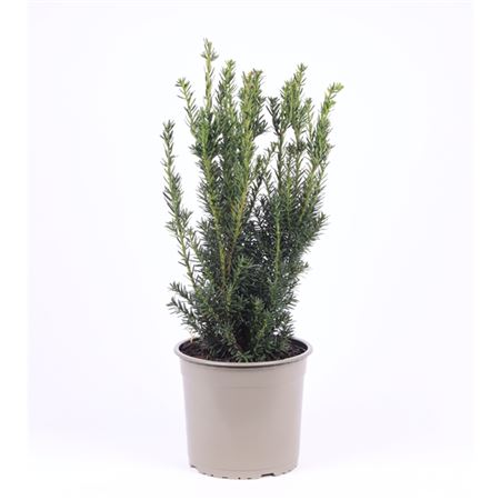 Taxus Media Hillii
