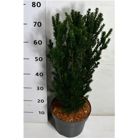 Taxus Media Hillii
