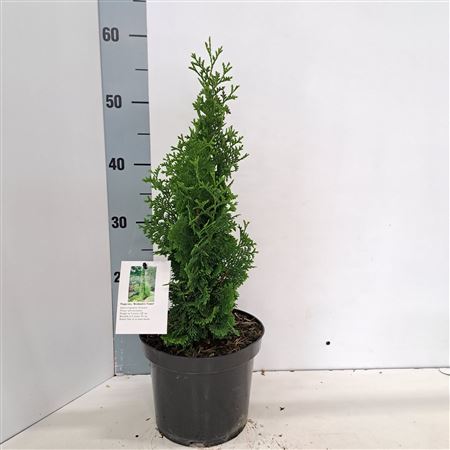 Thuja Occ Brobeck's Tower