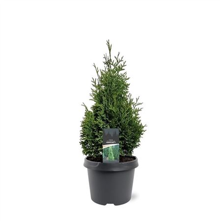 Thuja Occ Hurricane