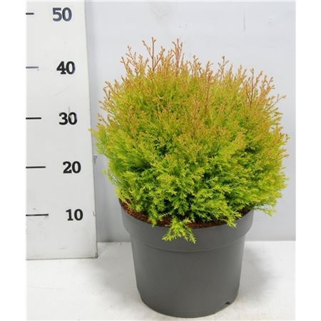 Thuja Occ Fire Chief