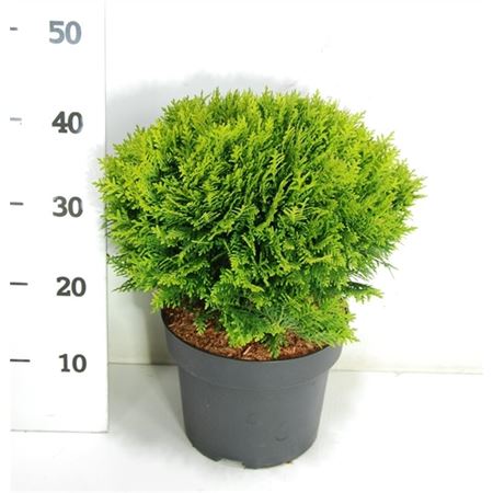 Thuja Occ Danica