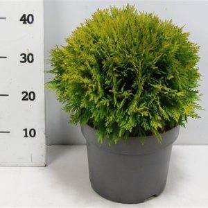 Thuja Occ Danica