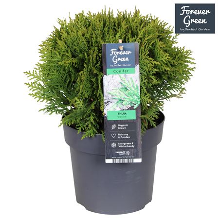 Thuja Occ Danica