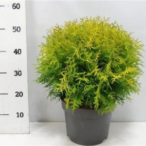 Thuja Occ Golden Globe