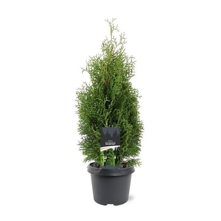 Thuja Occ Holmstrup