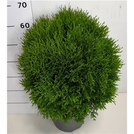 Thuja Occ Little Giant