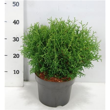 Thuja Occ Tiny Tim