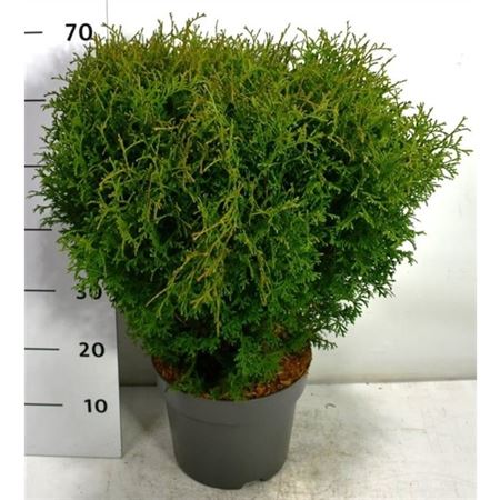Thuja Occ Tiny Tim