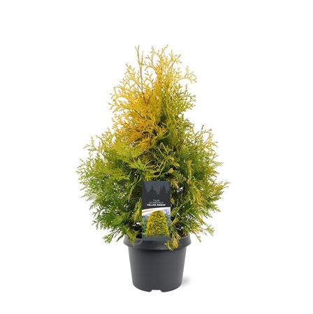 Thuja Occ Yellow Ribbon