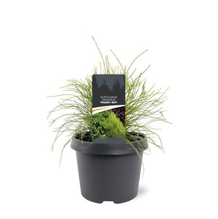 Platycladus Or Franky Boy