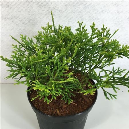 Thujopsis Dolobrata Nana