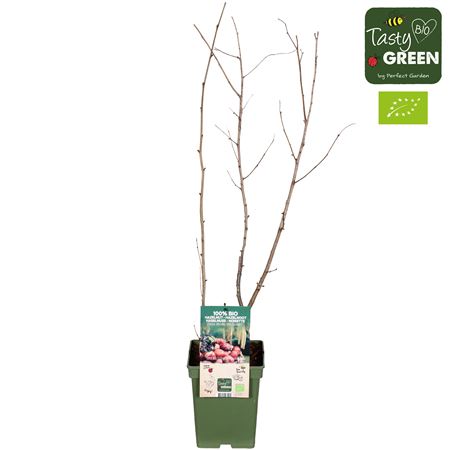 Corylus Avellana Rode Zellernoot Bio