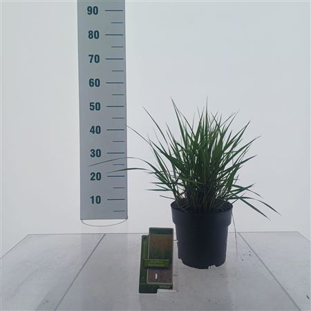 Calamagrostis Acutiflora Karl Foerster