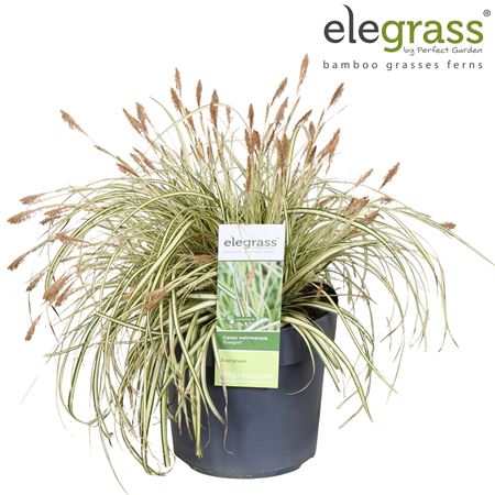 Carex Hachijoensis Evergold