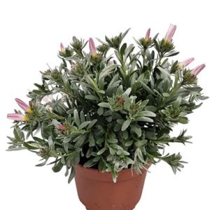 Convolvulus Cneorum Bush