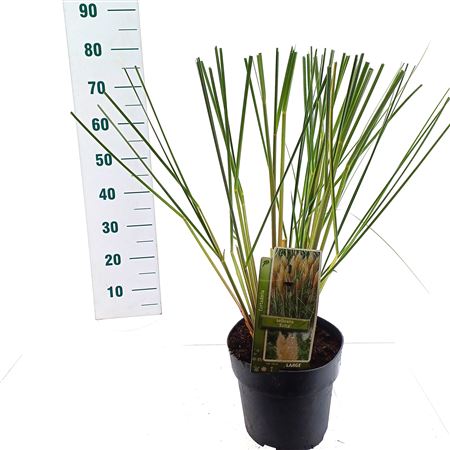 Cortaderia Sell Evita