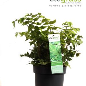 Cyrtomium Fortunei Clivicola