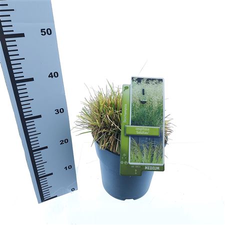Deschampsia Cespitosa Goldtau