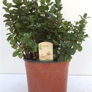 Mentha Spicata Maroc
