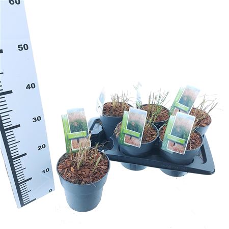 Miscanthus Sin Pink Cloud