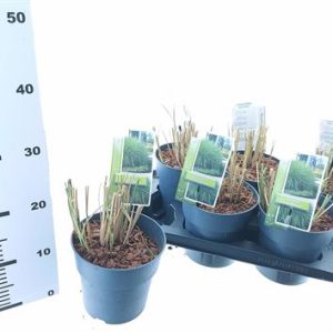 Miscanthus Sin Gracillimus