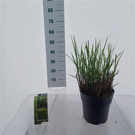 Miscanthus Sin Gracillimus