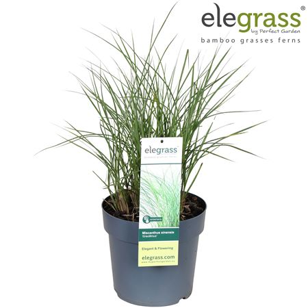 Miscanthus Sin Gracillimus