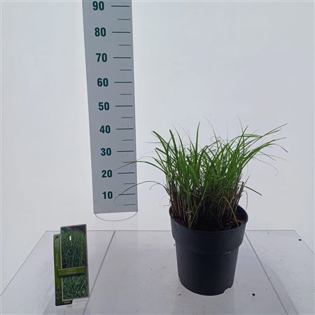 Miscanthus Sin Strictus