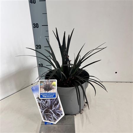 Ophiopogon Plan Niger