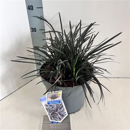 Ophiopogon Plan Niger