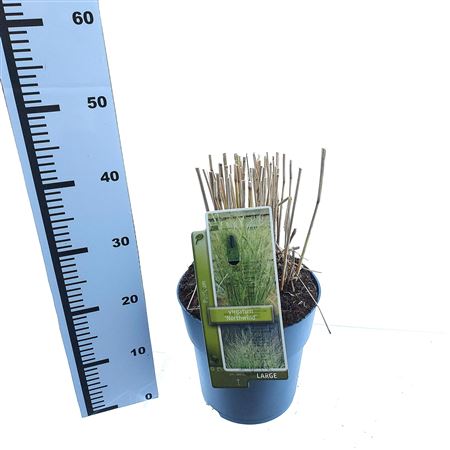 Panicum Virgatum Northwind