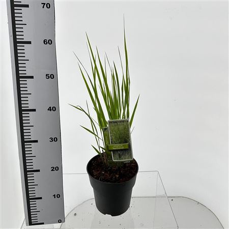 Panicum Virgatum Northwind