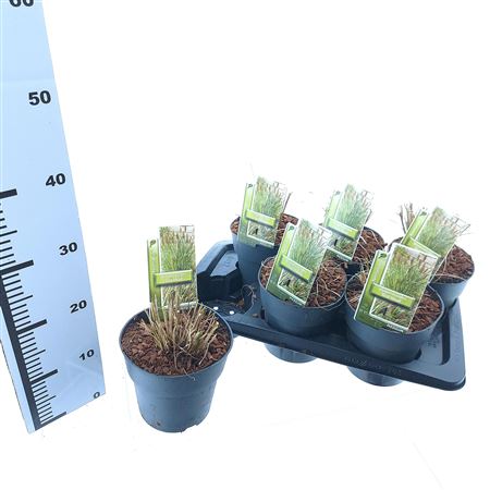 Pennisetum Alo Red Head